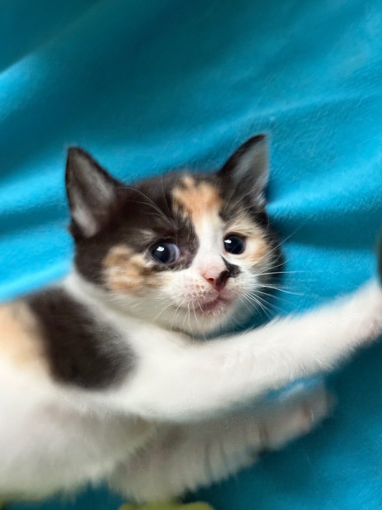 Last boy remaining - ragdoll cross kittens for sale 