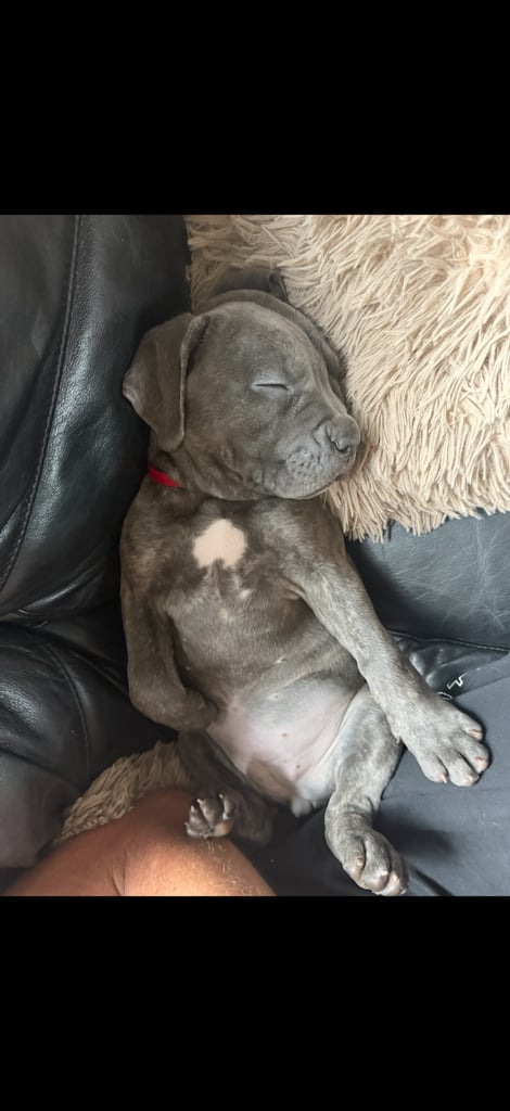 Cane Corso Puppies