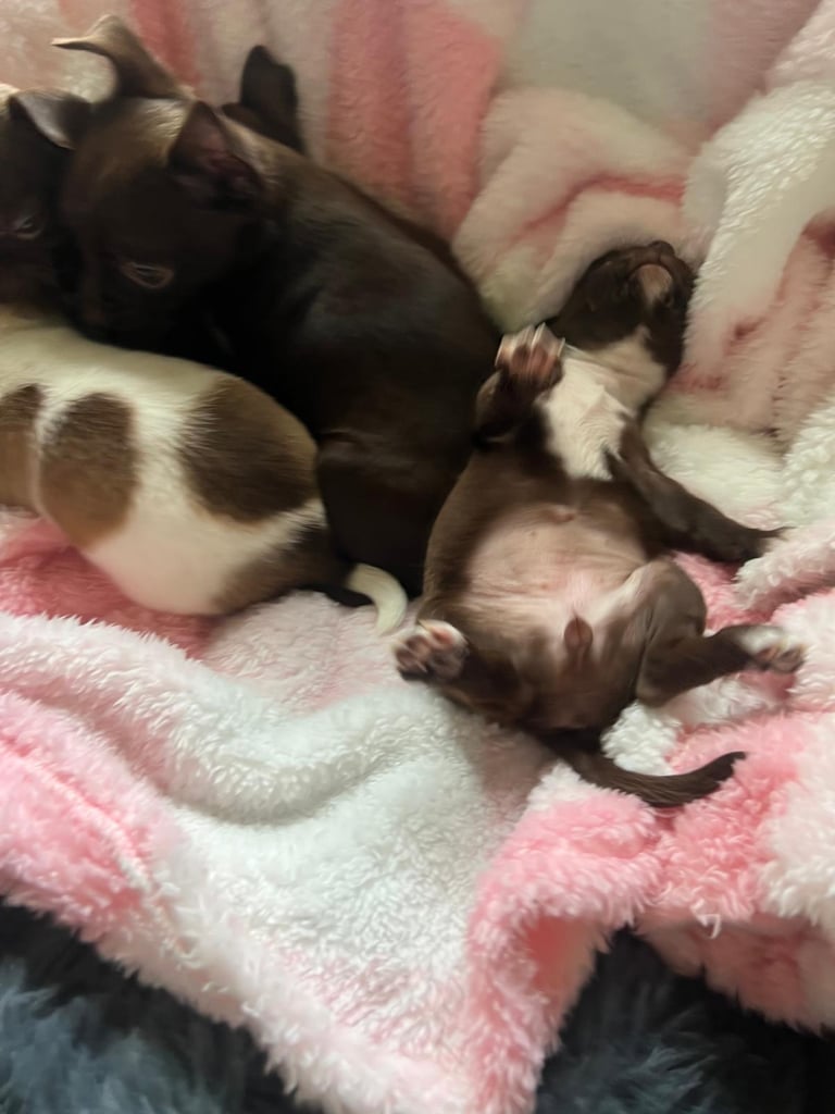 Beautiful chihuahua fur babies male and female