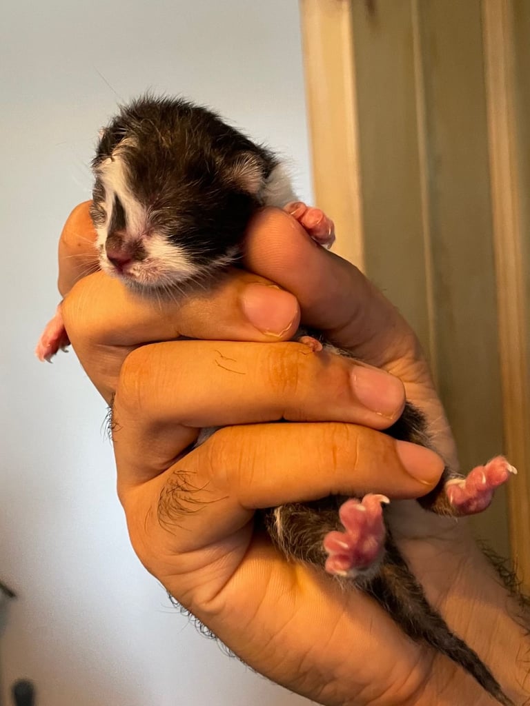 Two GORGEOUS Kittens - male & female 