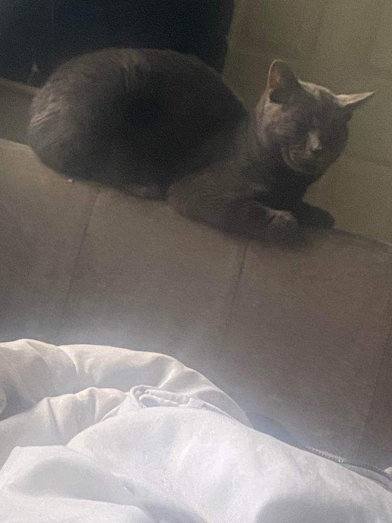 Russian blue 1 year old £350