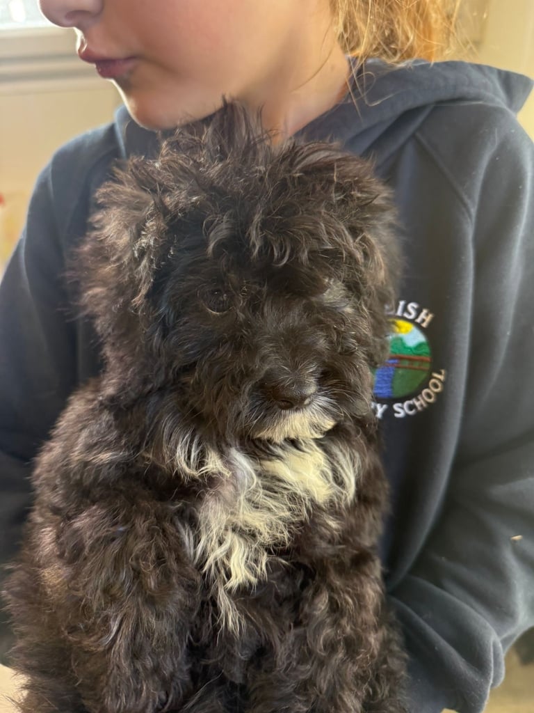 🖤Beautiful curly cavapoo boy 🧸