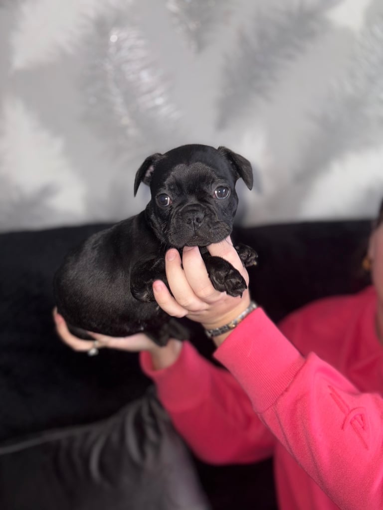 5 beautiful French bulldog puppy’s 