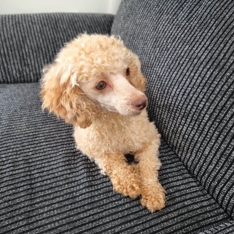 Apricot toy poodle 5 year old