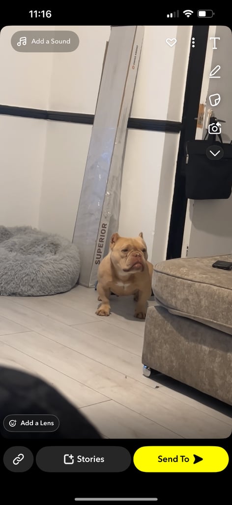 image for Micro exotic bully