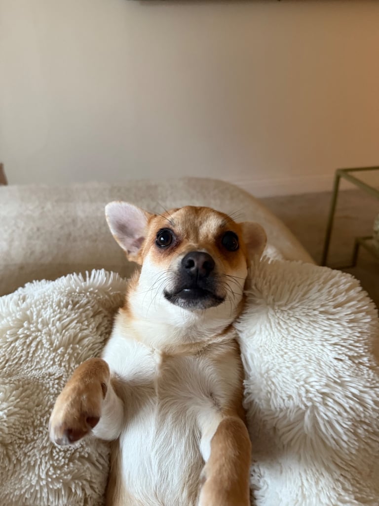 Two Chihuahua x Jack Russell Males for sale 6 months old.