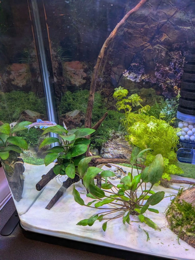 Tropical aquarium 38l