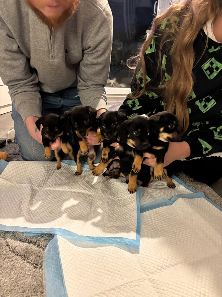 image for Dachshund cross Chihuahua 