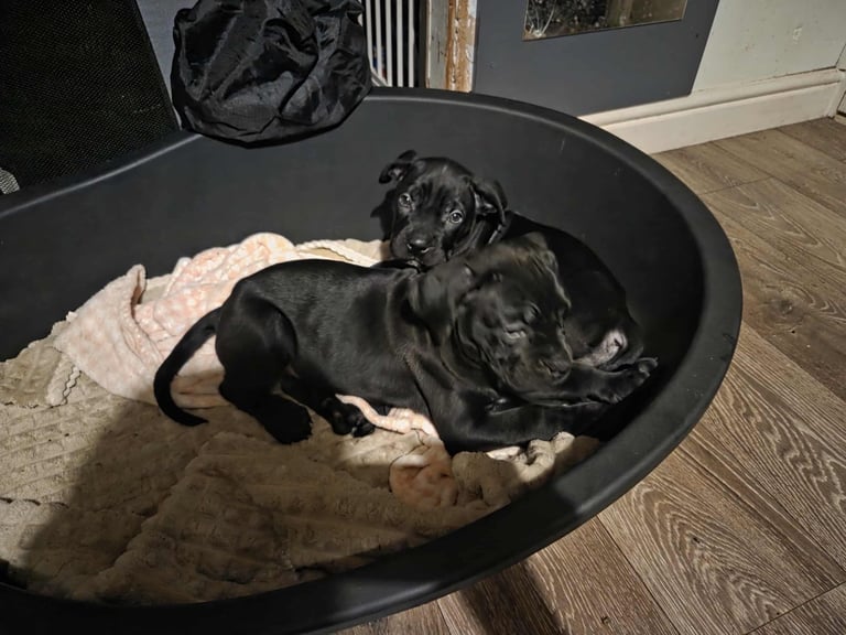 Cane corso puppies 