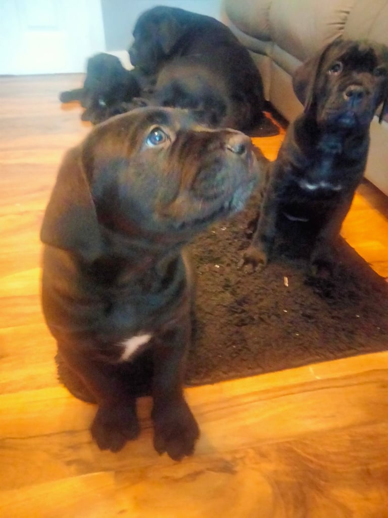 Cane Corso puppies black