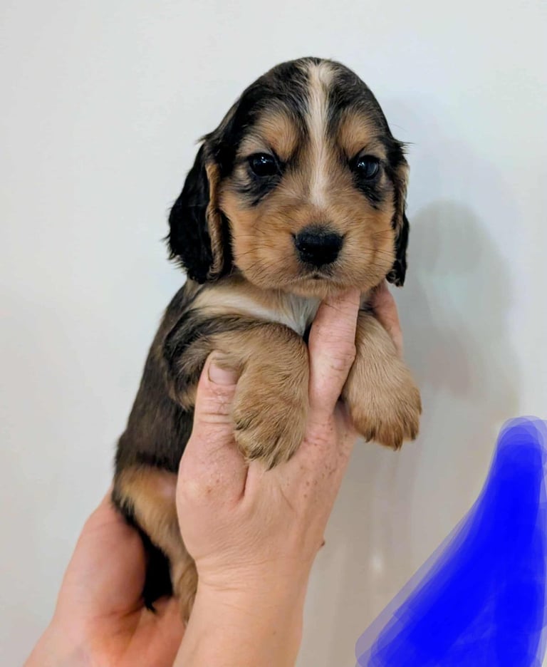 Stunning litter of Cocker Spaniel Puppies
