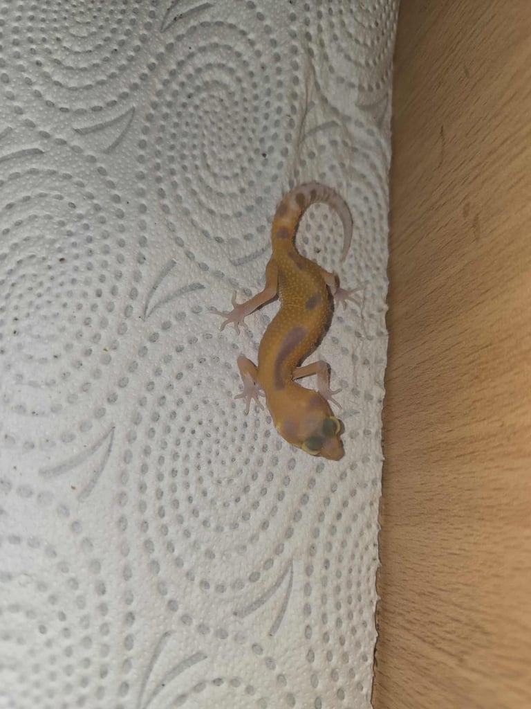 image for Leopard gecko baby