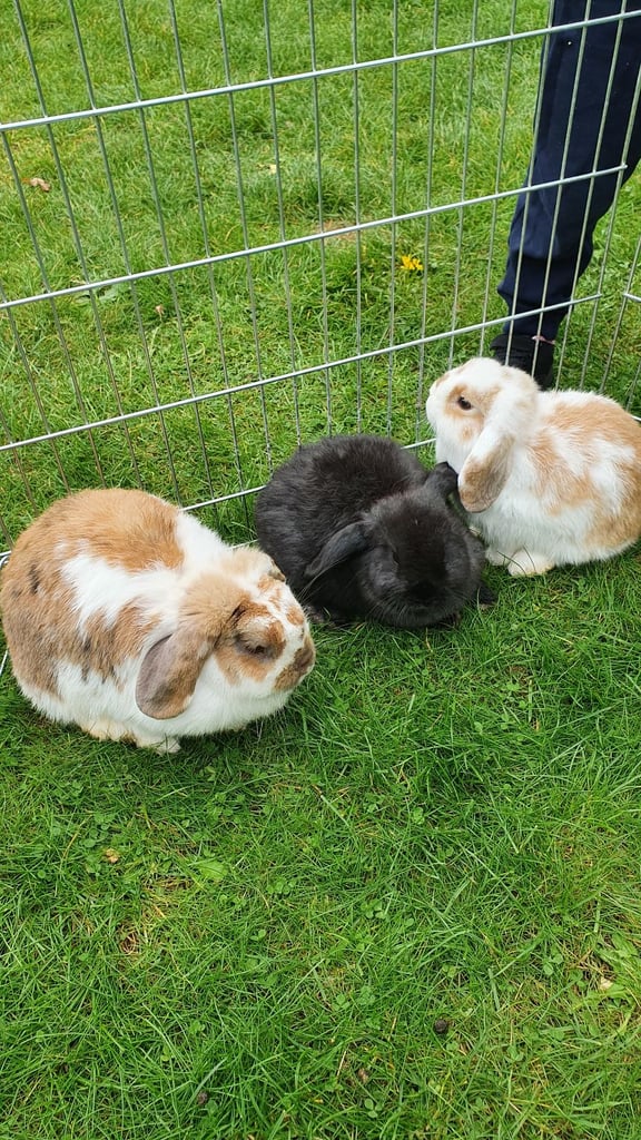 image for Mini lop bunnies 🐰 for sale 