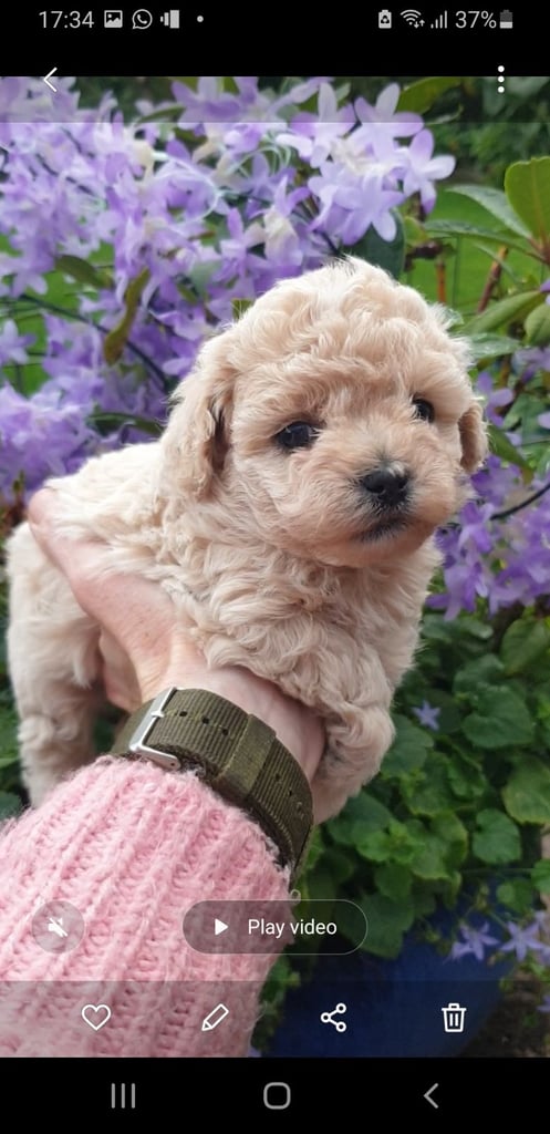 Maltipoo puppies 