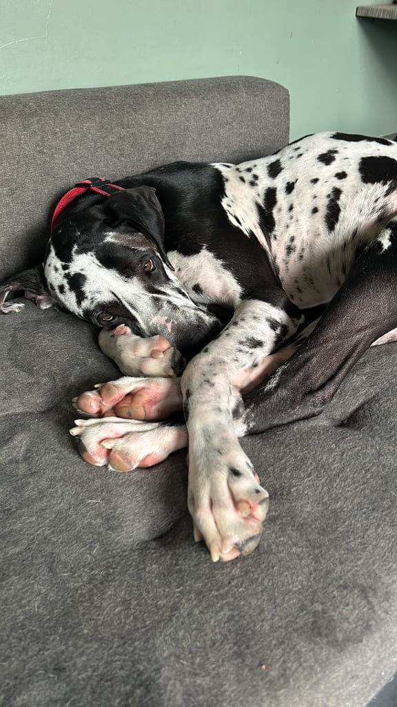 3 year old Great Dane