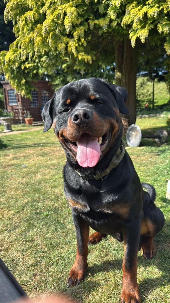 Male rotweiller 2 year old 