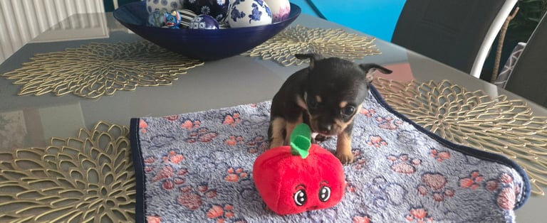 Chihuahua Puppies