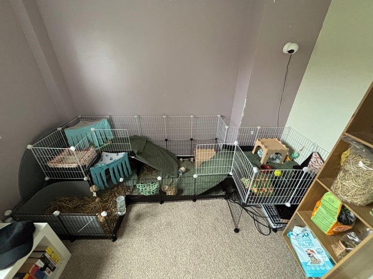 image for 4 young male Guinea pigs with C&C cage/ travel cage and accessories 