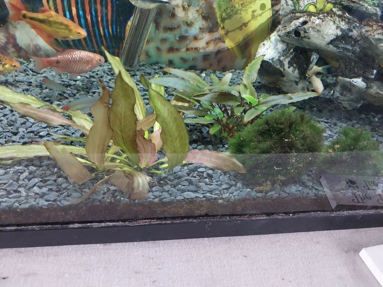 Fish tank 