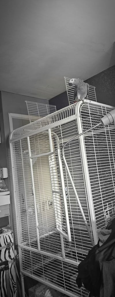 Massive open top parrot cage macaw african grey bird  animal 