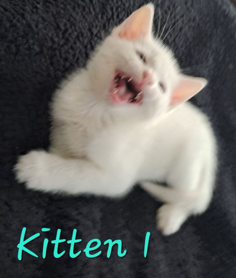 4 Stunning kittens for sale