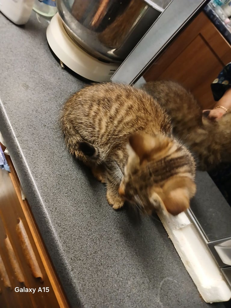Bengal kittens male females available