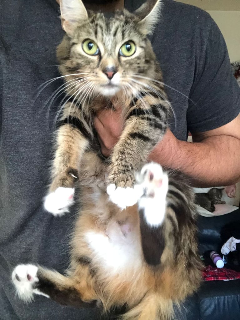 Turkish angora kittens 