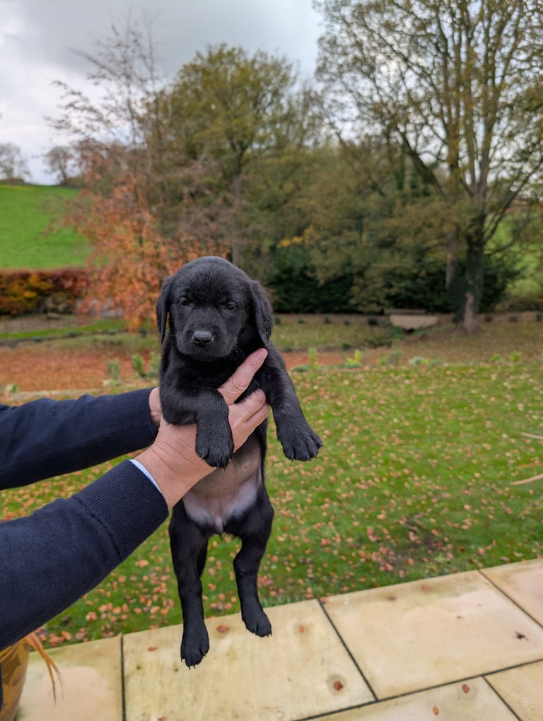 Outstanding Labrador Pupies For sale