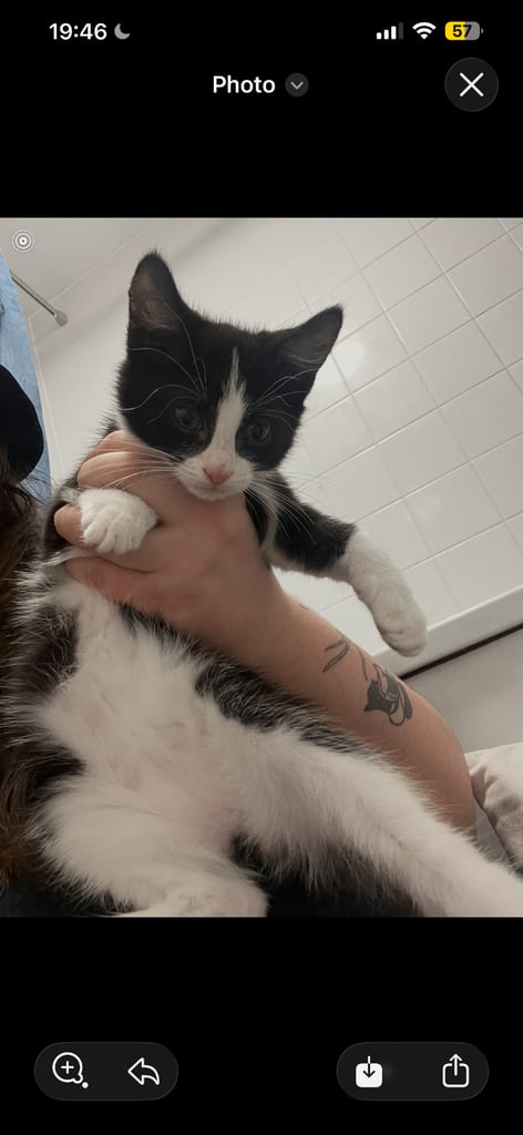 image for 8 week old kitten ready to leave