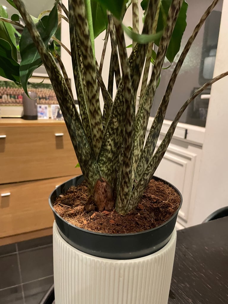 Alocasia ‘Siberian tiger’ plant (real)