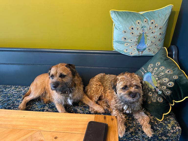 Border Terrier Pups 