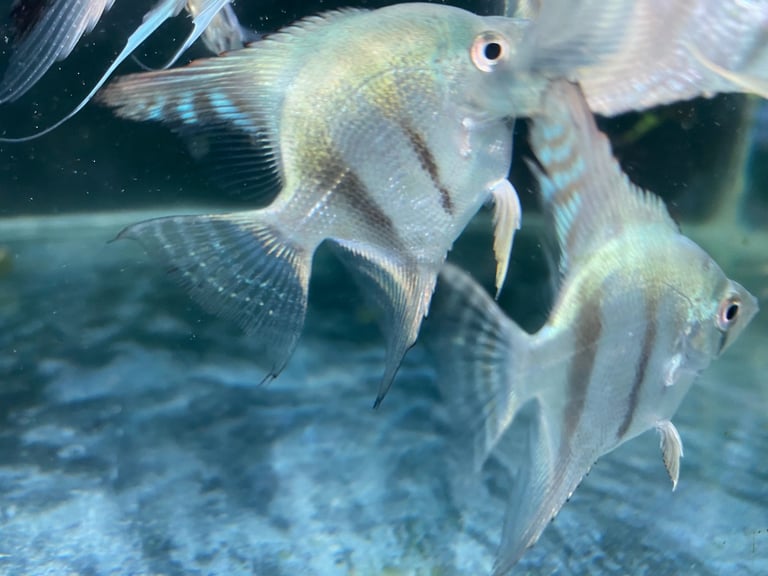 Angel fish