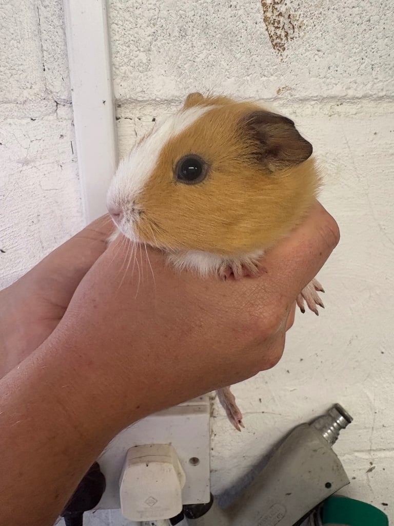 image for 2 boy Guinea pigs