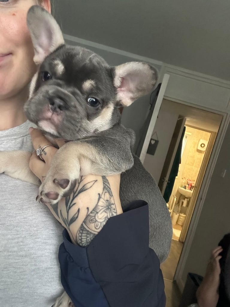 Female French Bulldog