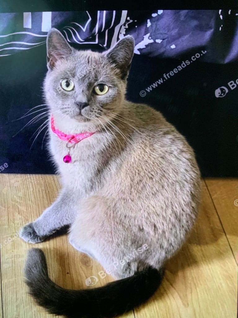 2 female cats and 1 male British shorthair and 1 kitten persian cross British shorthair