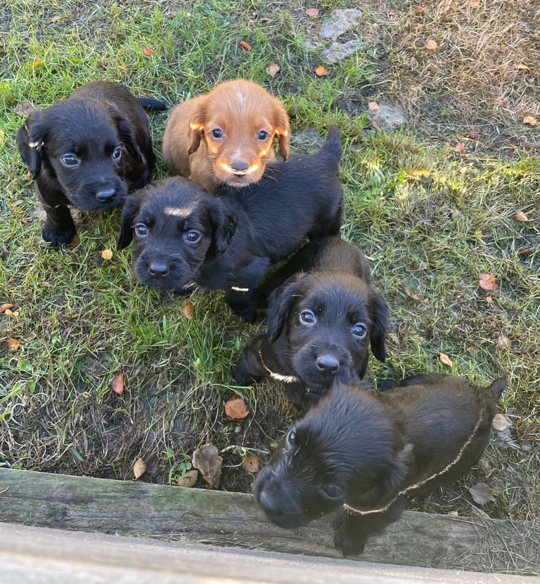 image for KC registered cocker pups