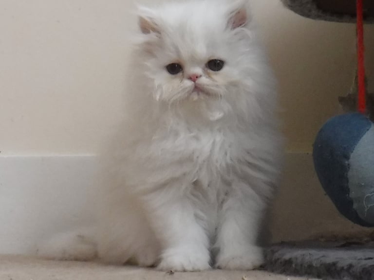 White Persian full pedigree Male Kitten - Superb nature a charming character