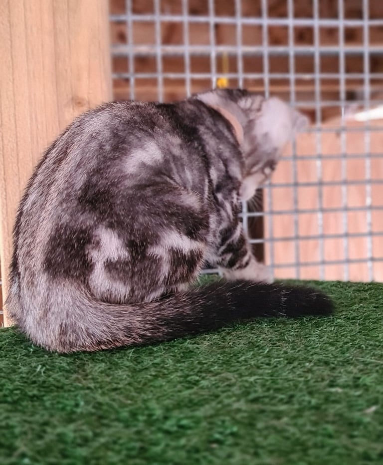 image for Pedigree bengal kittens