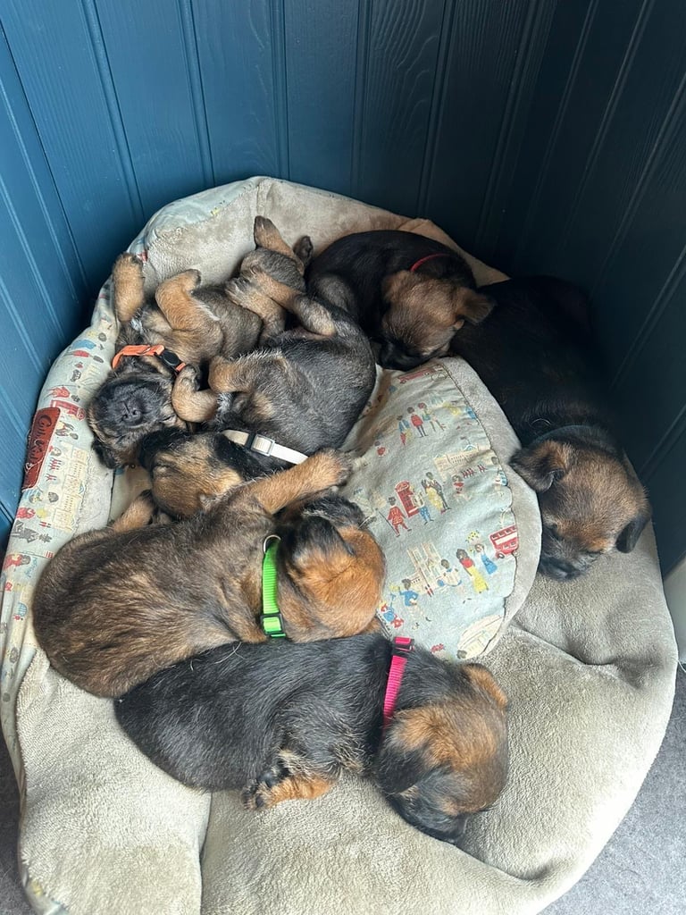 Border Terrier Pups 