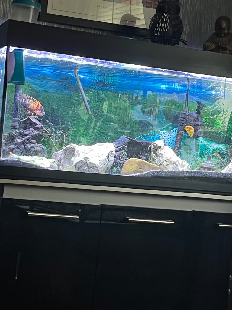 Big fish tank and fish 