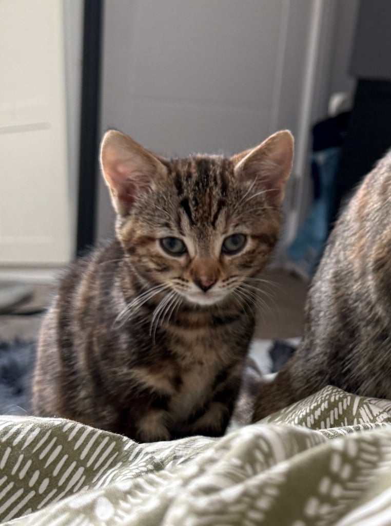 Kitten 