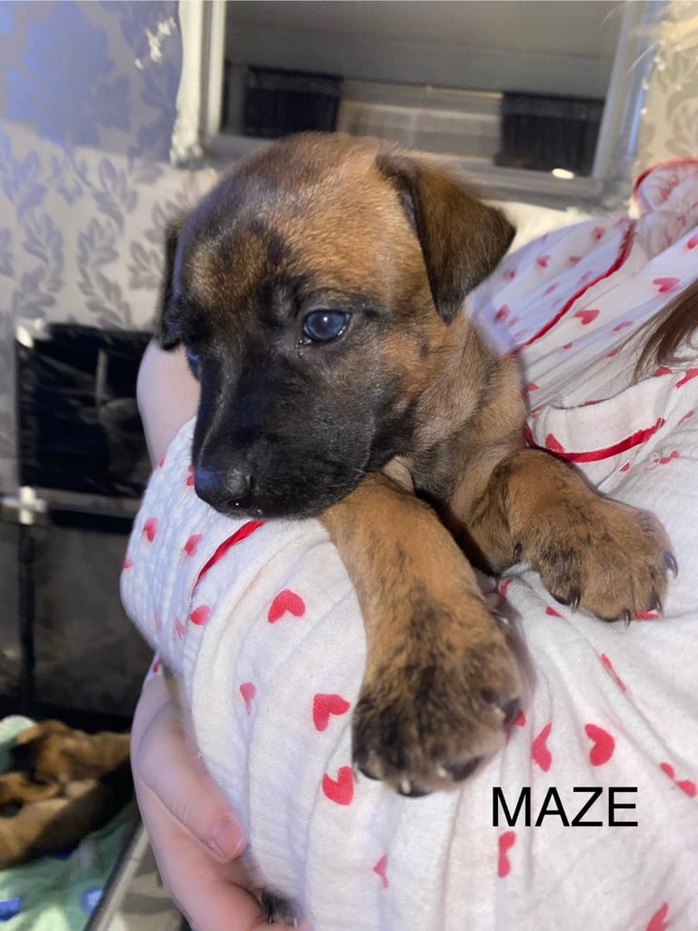 Belgium malinois x bull lurcher puppy’s 