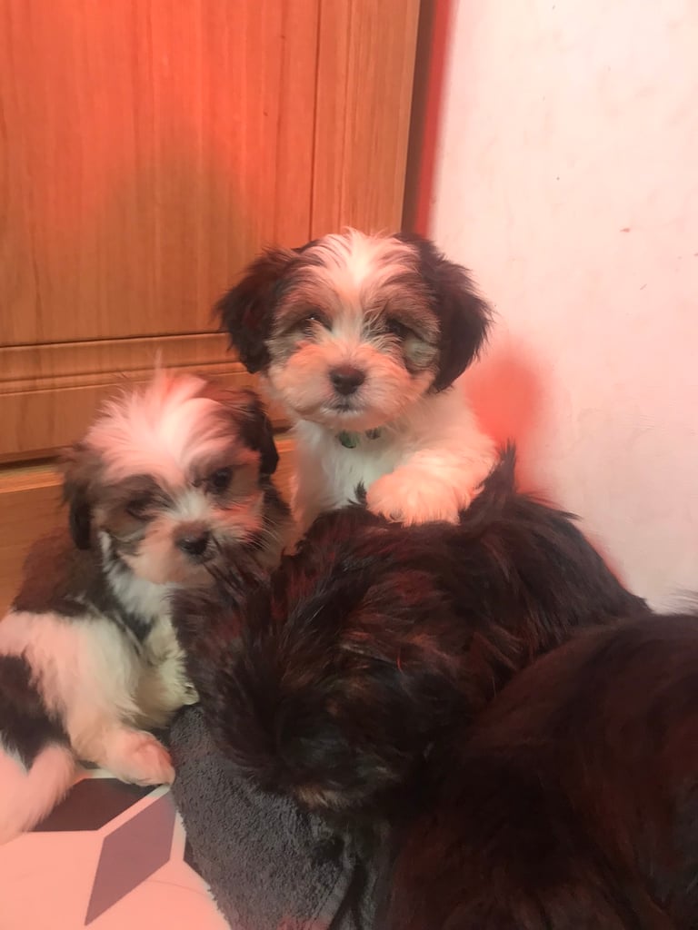 Bichon frise cross shih tzu puppies hot sale for sale