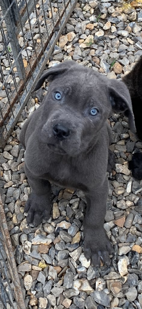 Cane corso puppies