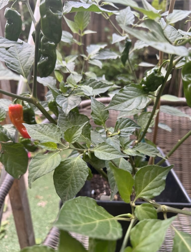 Naga chilli plant 