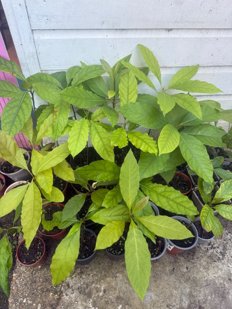 Avocado 🥑 