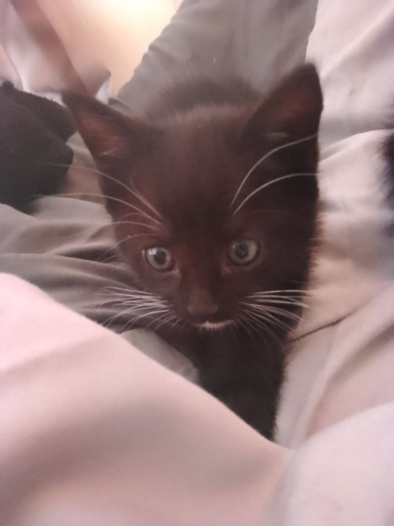 image for Kittens 