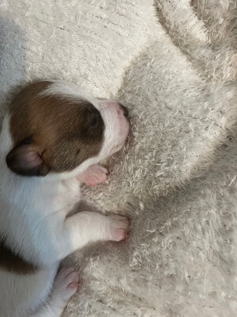 Jack Russell puppies