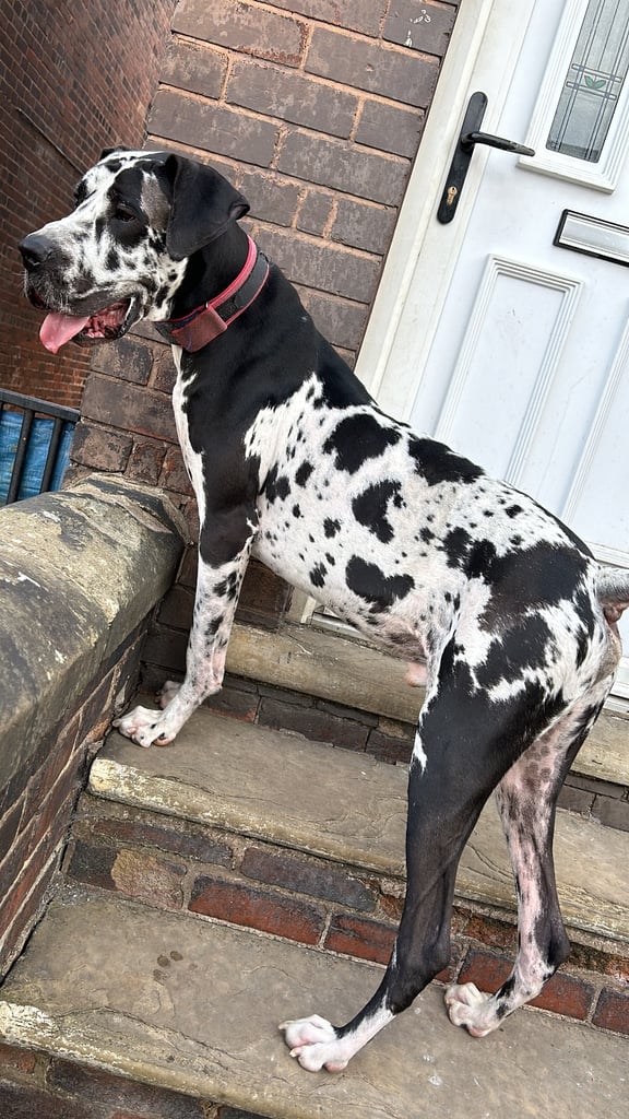3 year old Great Dane