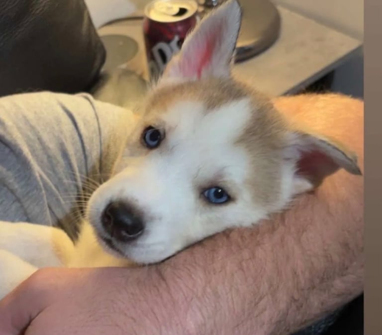 Beautiful husky pup